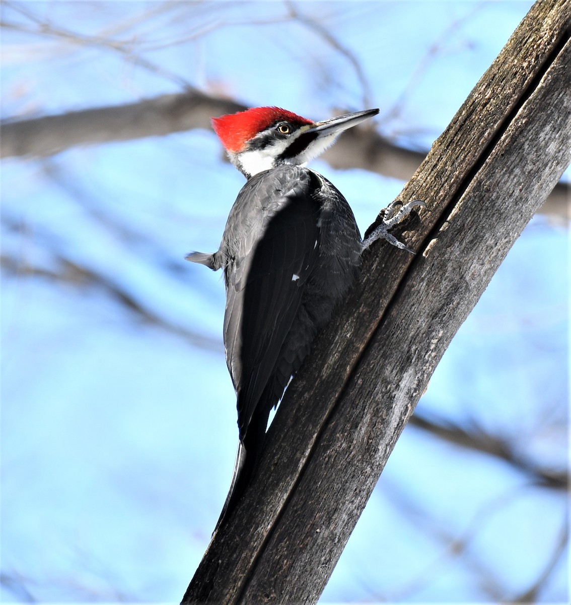 Pileated Woodpecker - ML304032351
