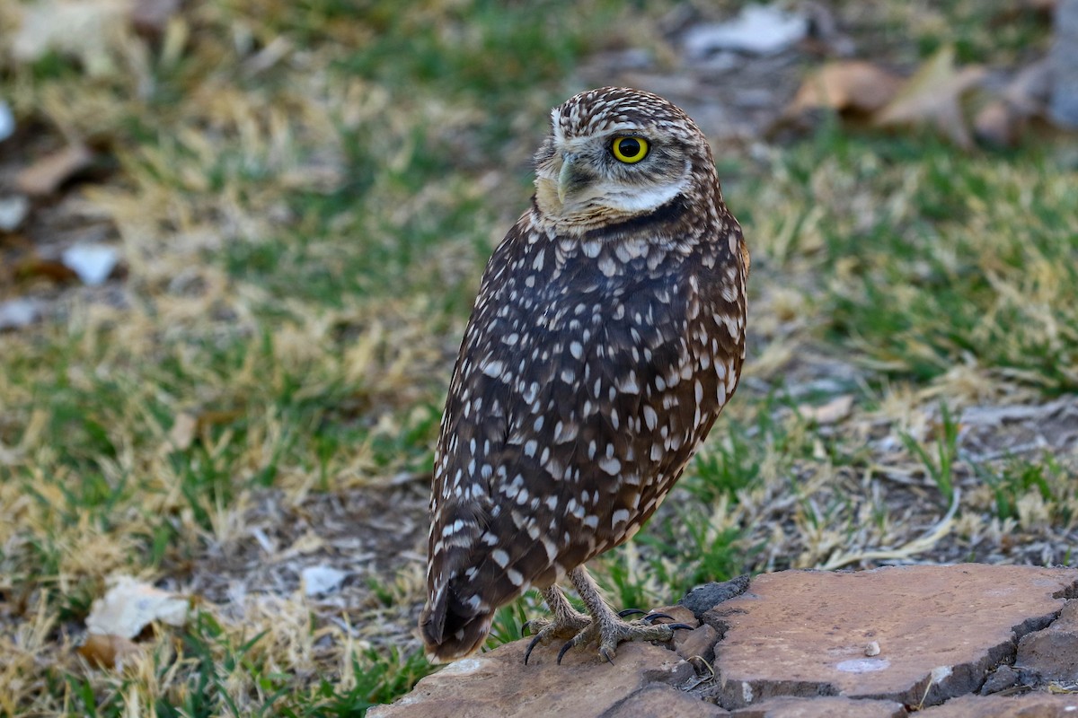 Burrowing Owl - Julie Ibarra