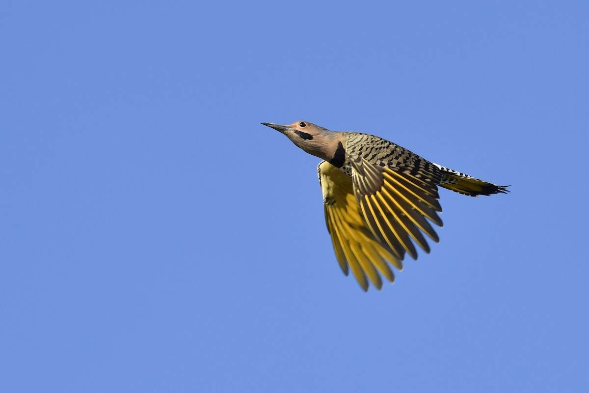 Northern Flicker (Yellow-shafted) - Jonathan Irons