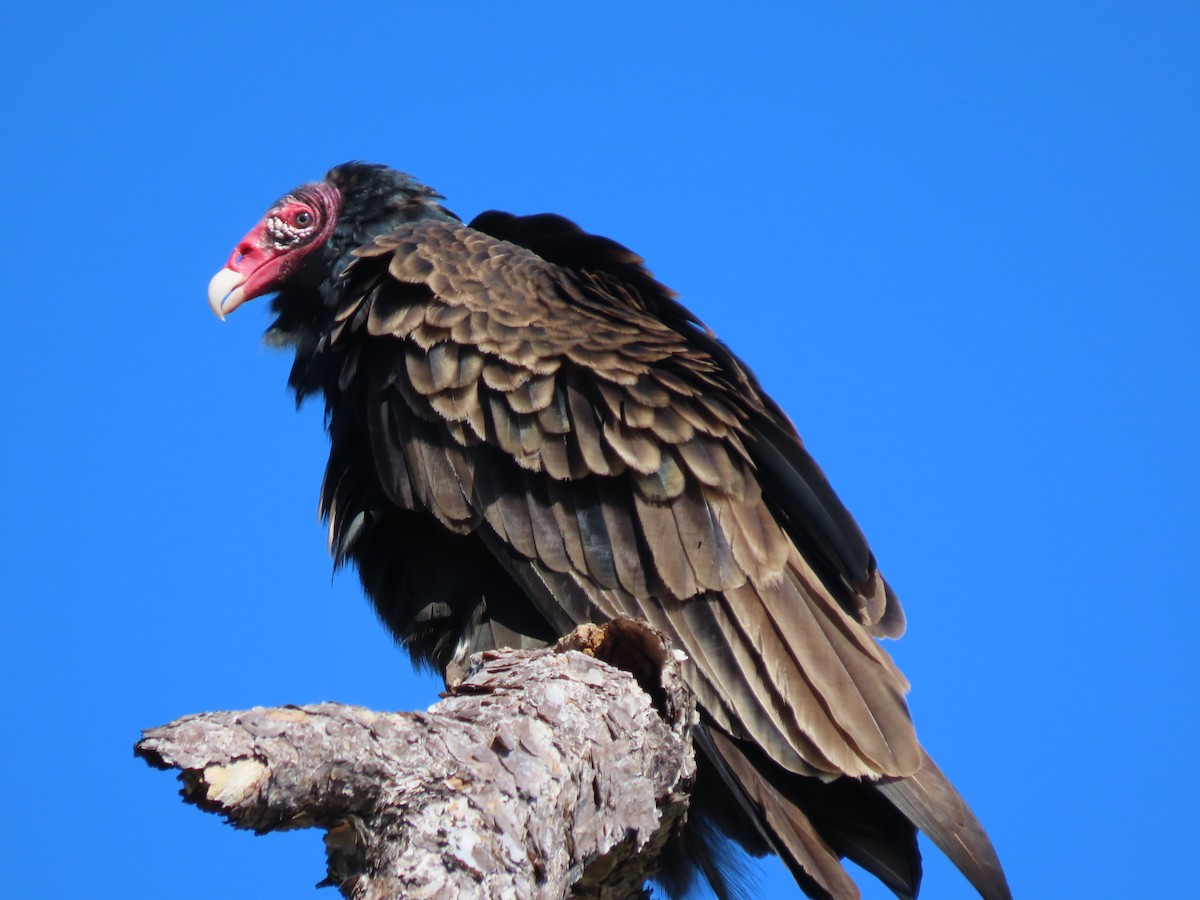 Turkey Vulture - ML304041471