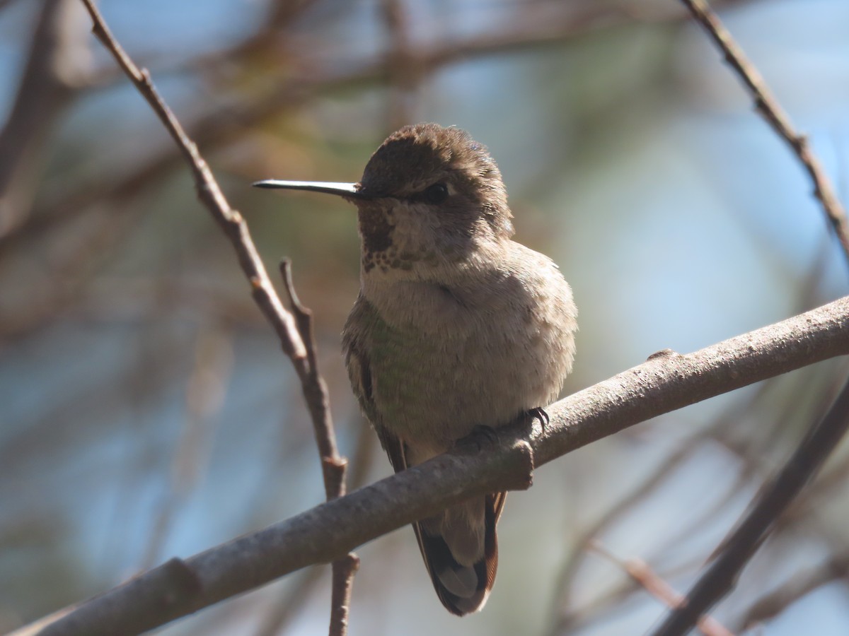 Anna's Hummingbird - ML304047961