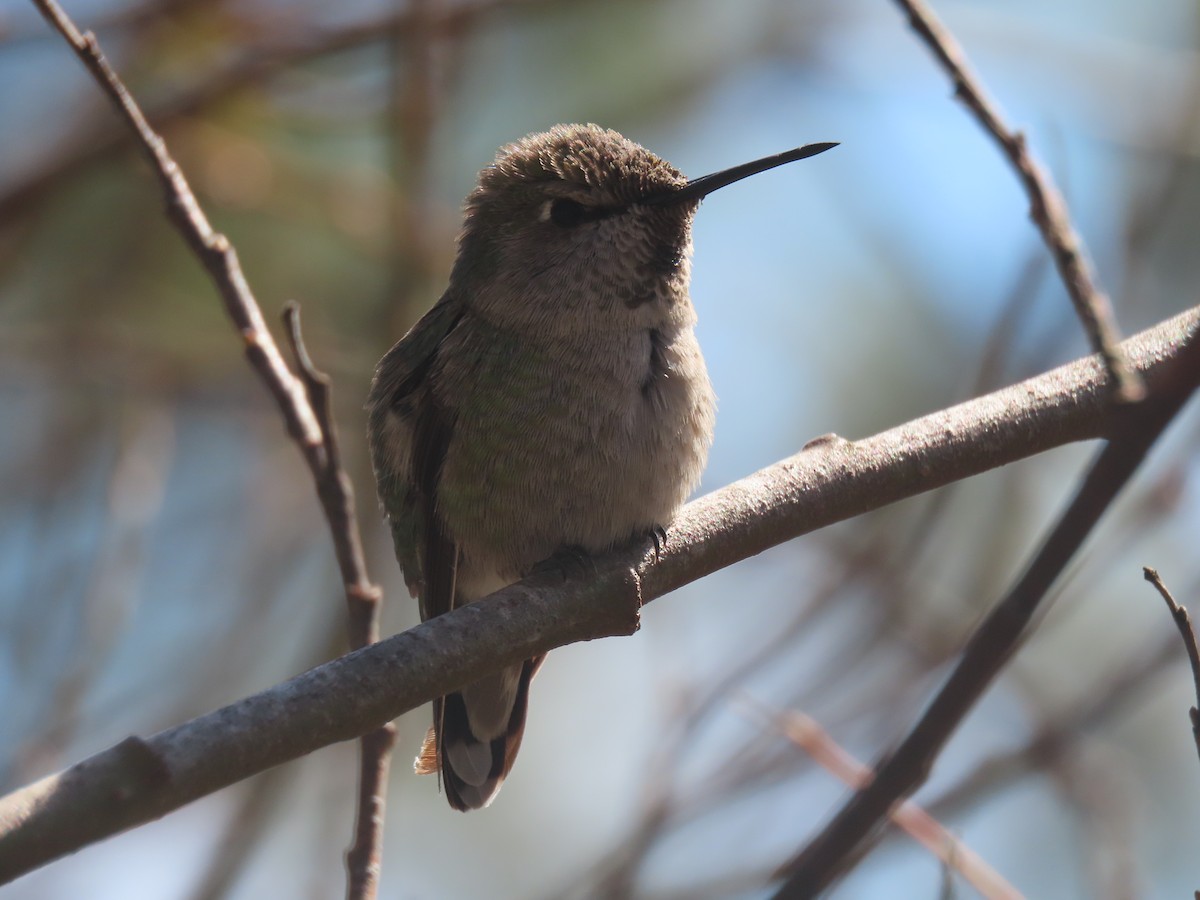 Anna's Hummingbird - ML304048001