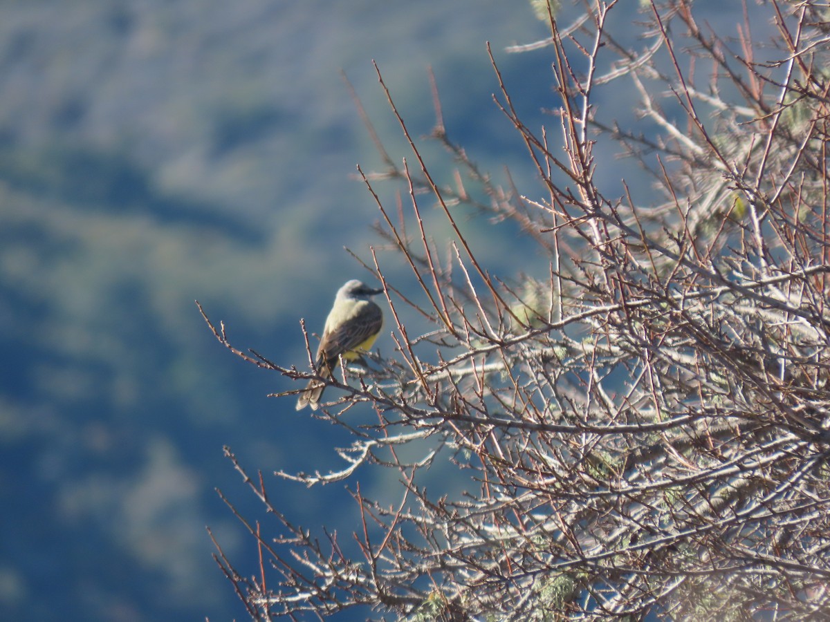 Tropical Kingbird - Long-eared Owl
