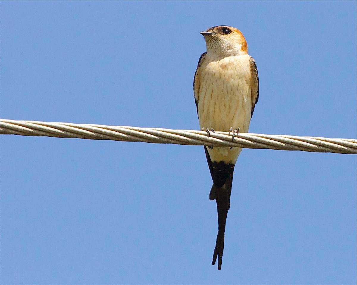 Red-rumped Swallow - Karl Overman