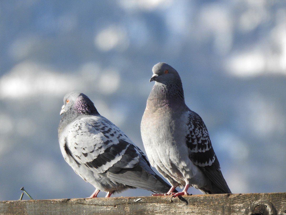 Rock Pigeon (Feral Pigeon) - ML304053331