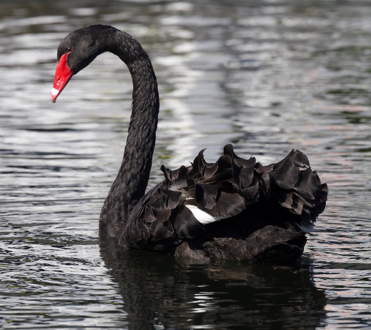 Black Swan - Linda Ankerstjerne Olsen