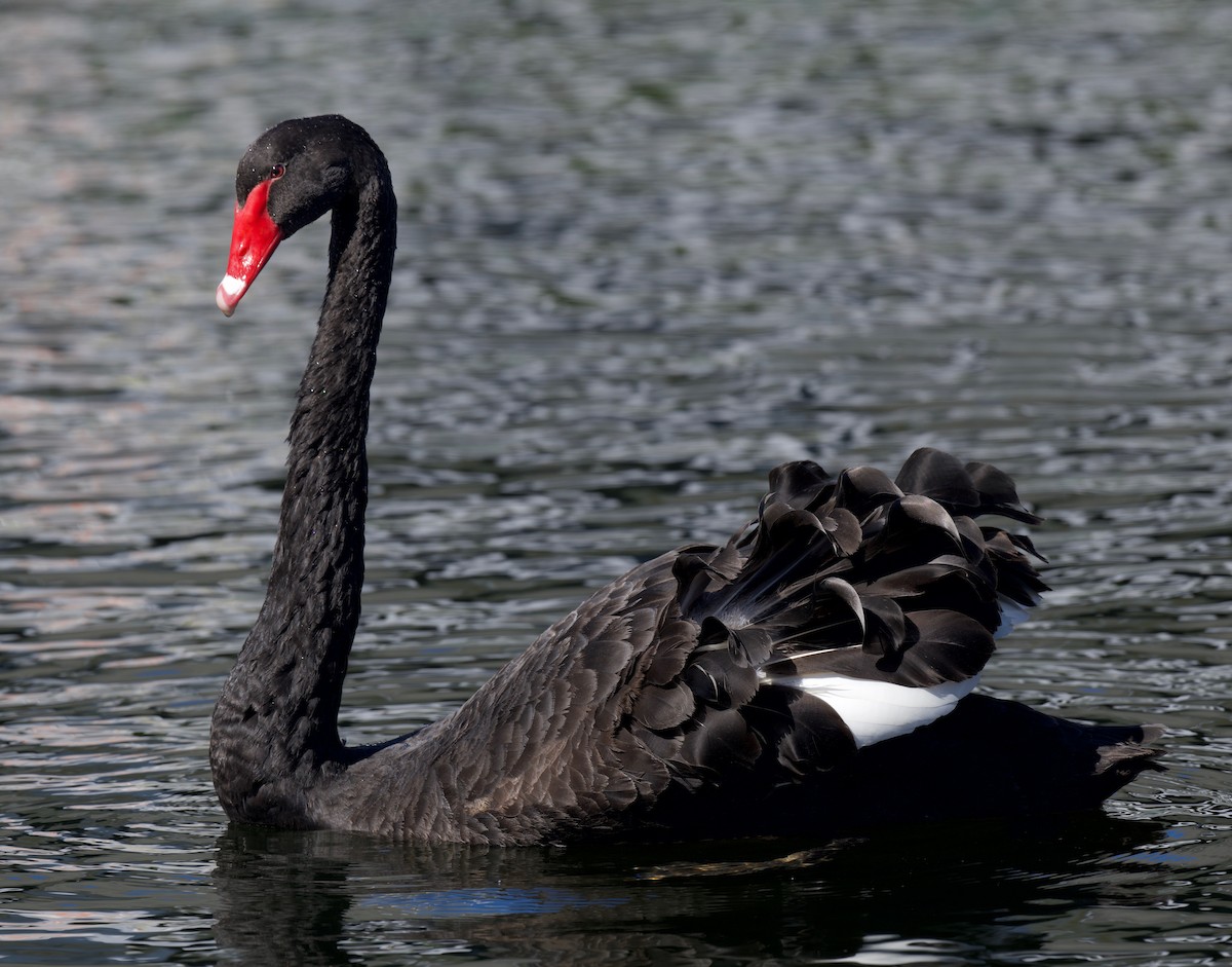 Black Swan - ML304054461