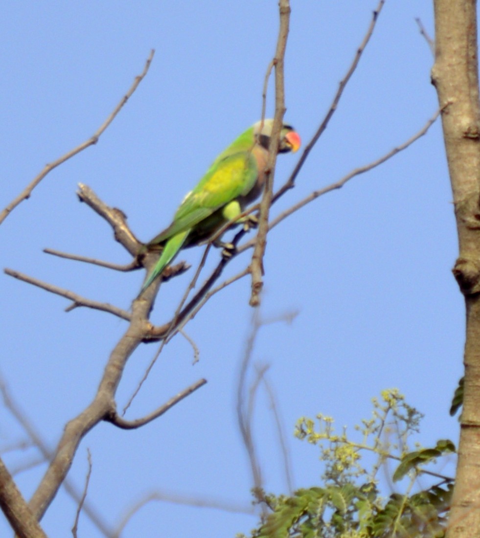 Red-breasted Parakeet - sakthi manickam