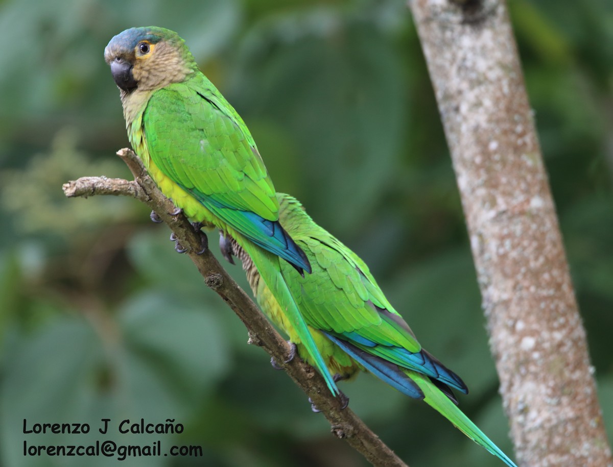 Brown-throated Parakeet - ML304061391