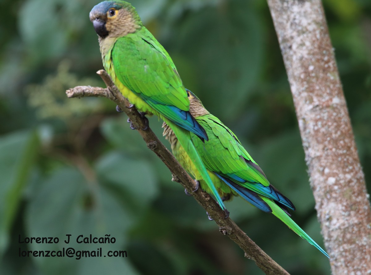 Brown-throated Parakeet - ML304061511