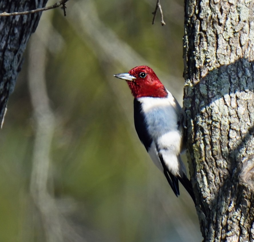 Red-headed Woodpecker - Donna Stelly