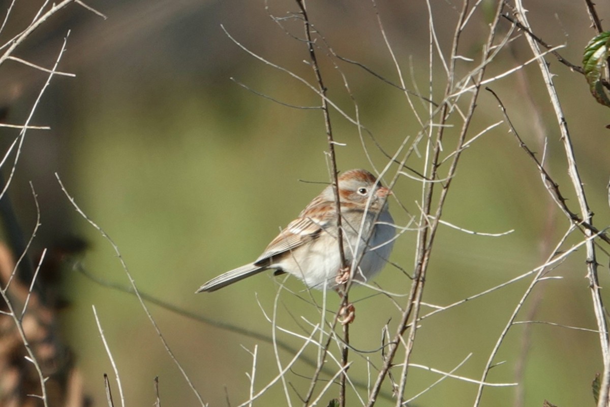 Field Sparrow - ML304069181