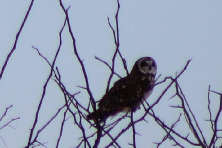 Short-eared Owl - ML304071781