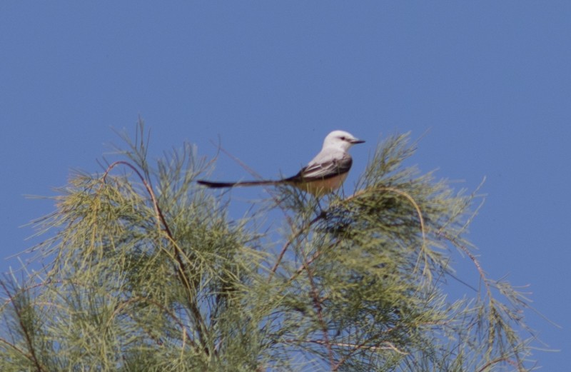 Scissor-tailed Flycatcher - Jake Mohlmann