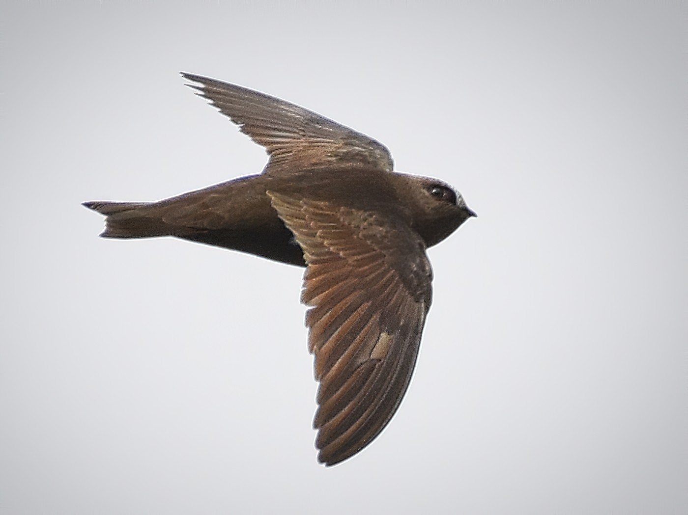 Black Swift - Roger Beardmore