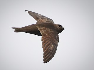 Adult/immature - Roger Beardmore - ML304080171