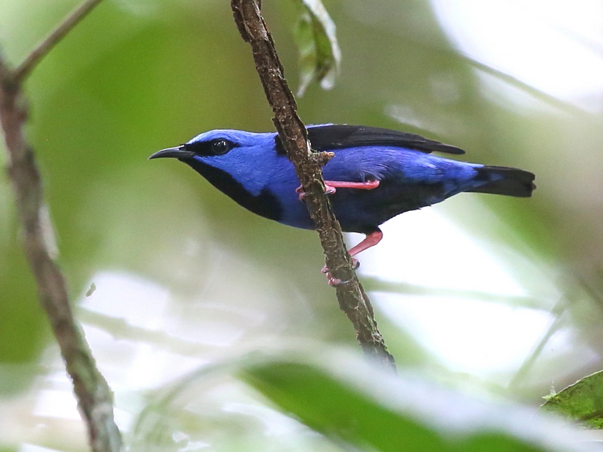 Shortbilled Honeycreeper Cyanerpes nitidus Birds of the World