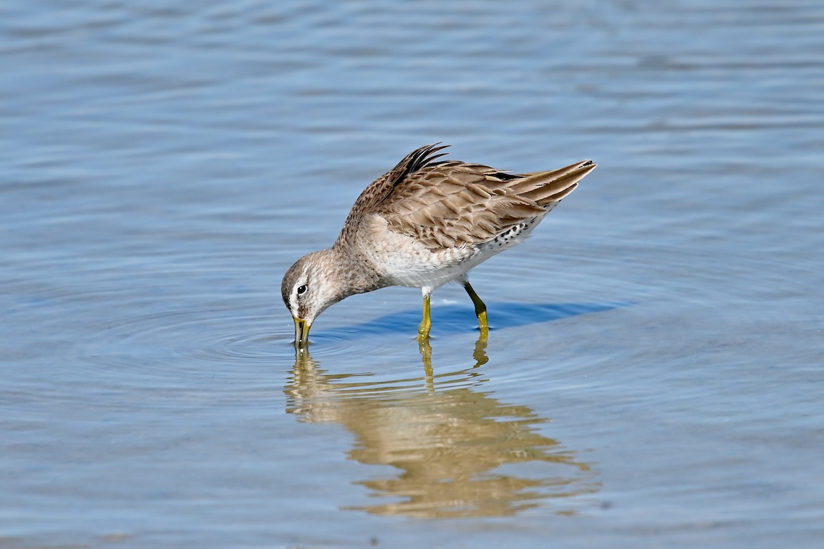 Long-billed Dowitcher - ML304083251