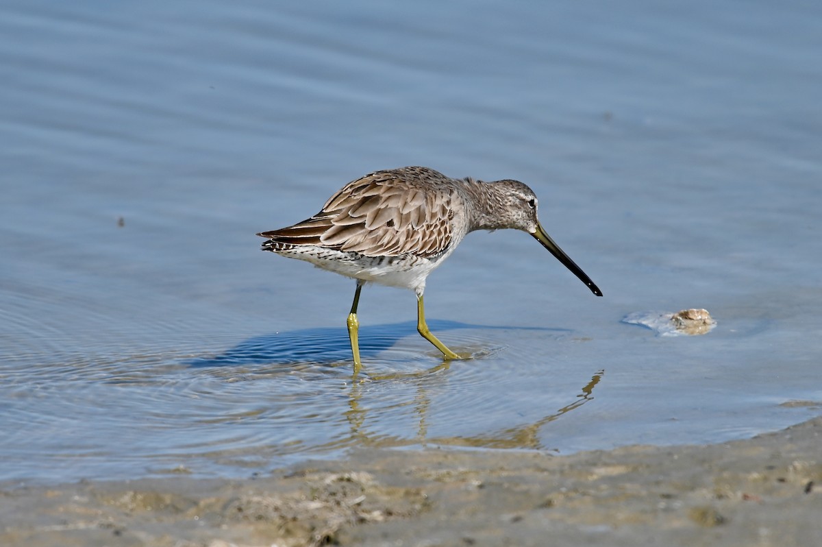 Long-billed Dowitcher - ML304083271