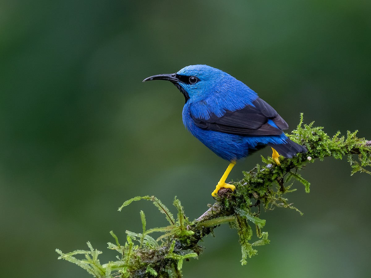 Shining Honeycreeper - Cyanerpes lucidus - Birds of the World