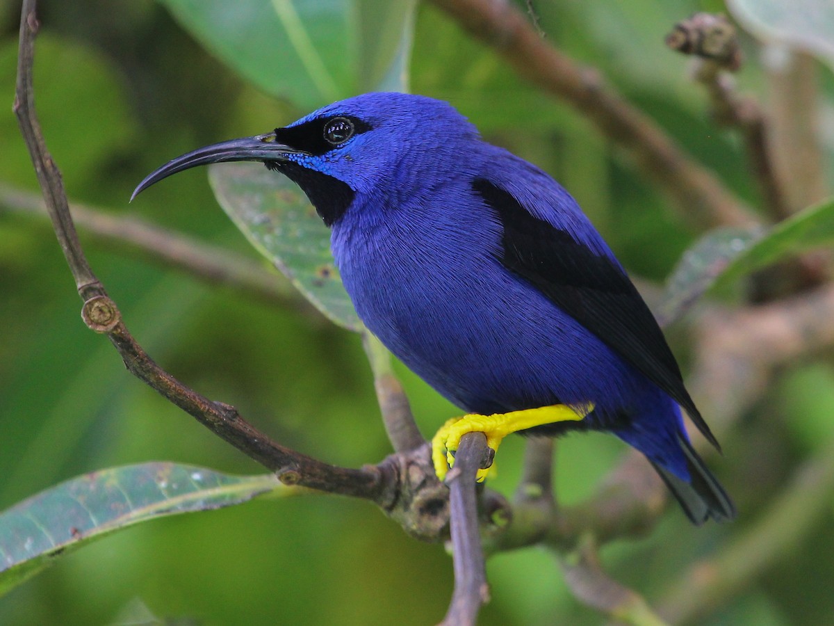 Purple Honeycreeper Cyanerpes Caeruleus Birds Of The World
