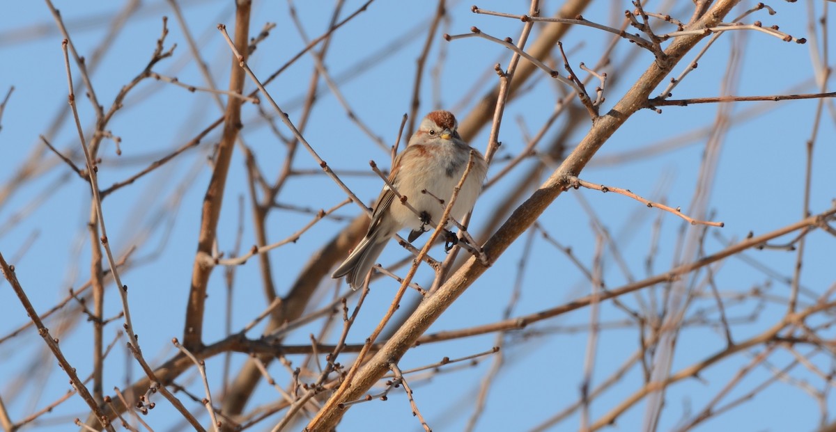 American Tree Sparrow - ML304087491