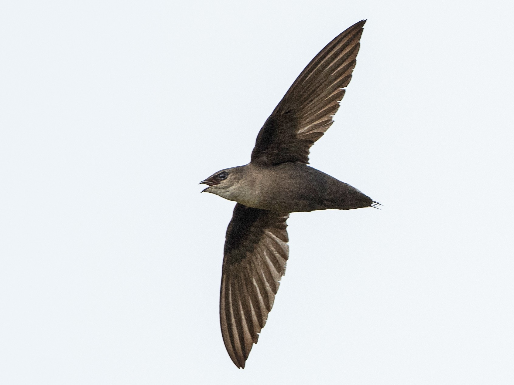 Chimney Swift - T. Jay Adams