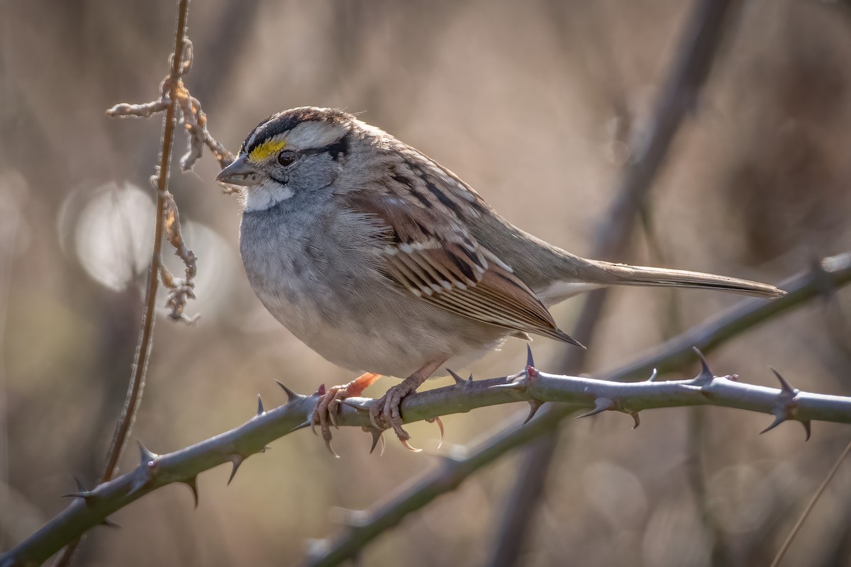 White-throated Sparrow - ML304088121