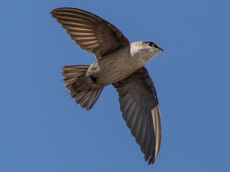 Vaux's Swift - North Carolina Bird Atlas