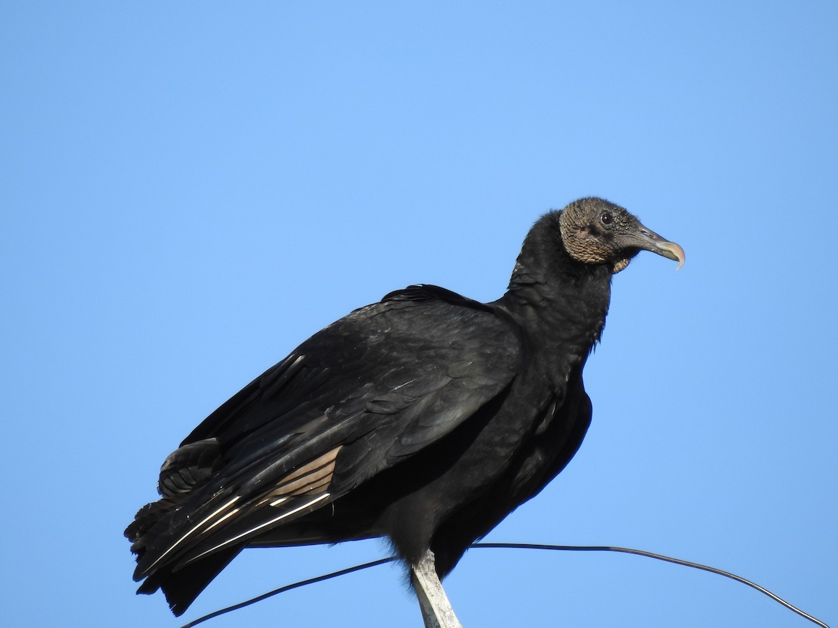 Black Vulture - Kevin Long