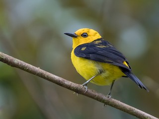 Download Black And Yellow Tanager Chrysothlypis Chrysomelas Birds Of The World