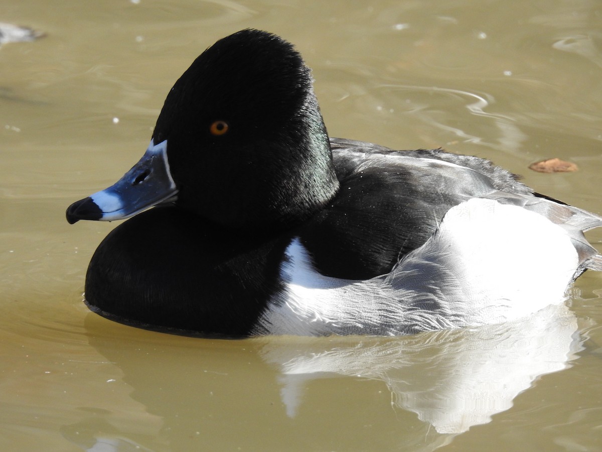 Ring-necked Duck - ML304092891