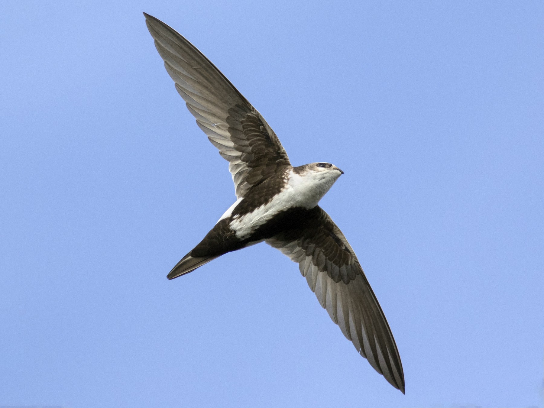 White-throated Swift - Jonathan Eckerson