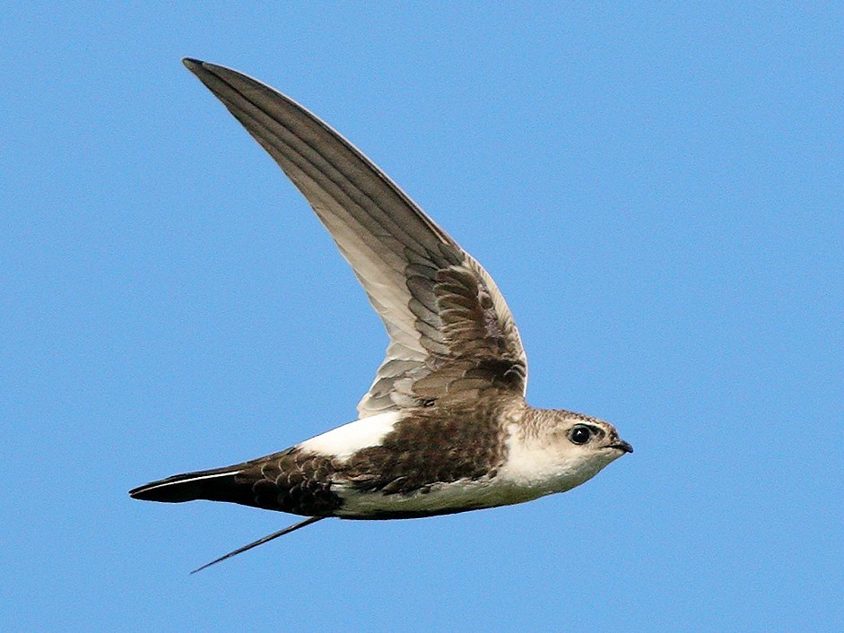 White-throated Swift - Bob Walker