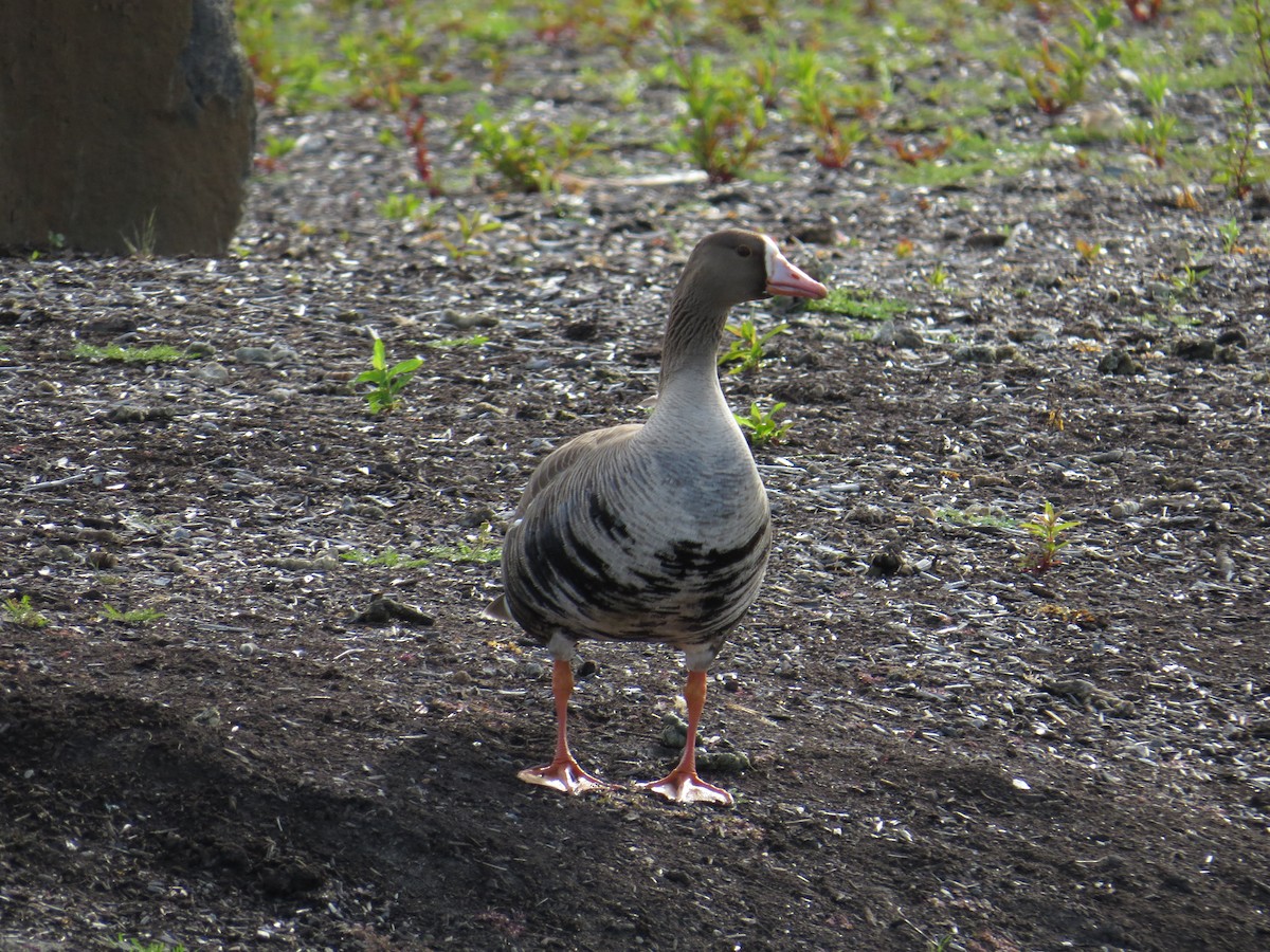 Greater White-fronted Goose - ML30409991
