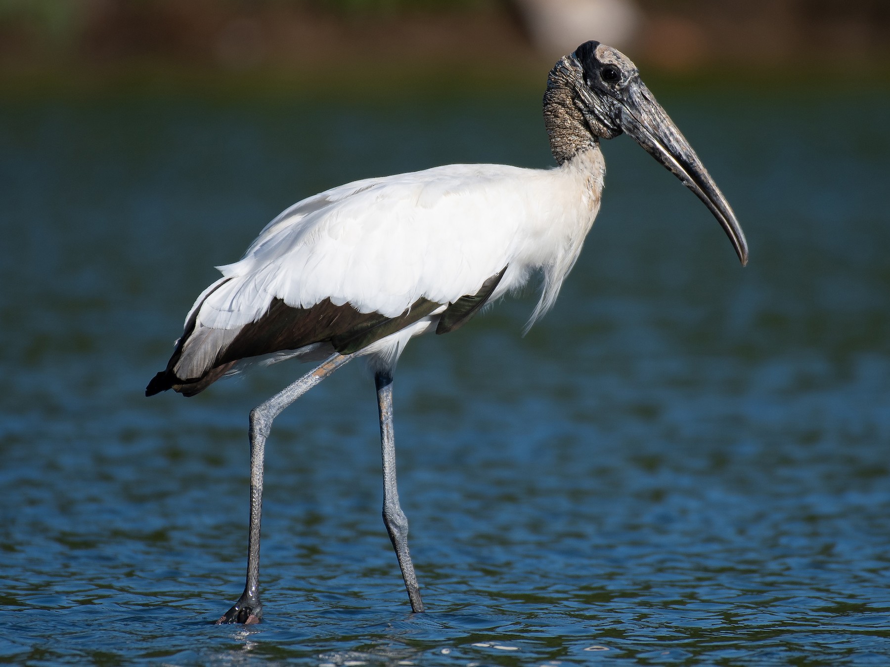 アメリカトキコウ Ebird