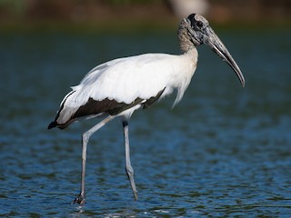  - Wood Stork