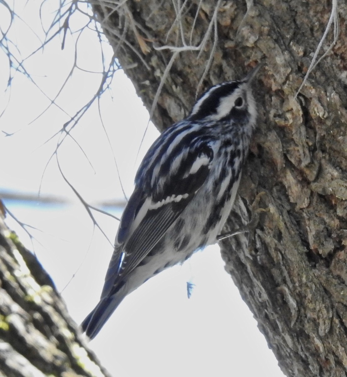 Black-and-white Warbler - ML304101661