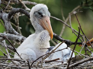 Chick - ML304102341