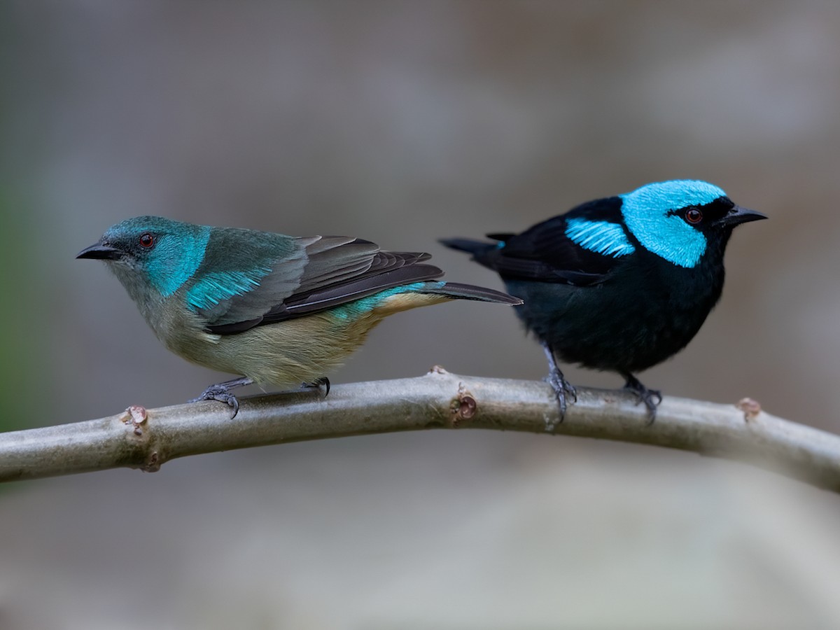 Scarlet-thighed Dacnis - Dacnis venusta - Birds of the World