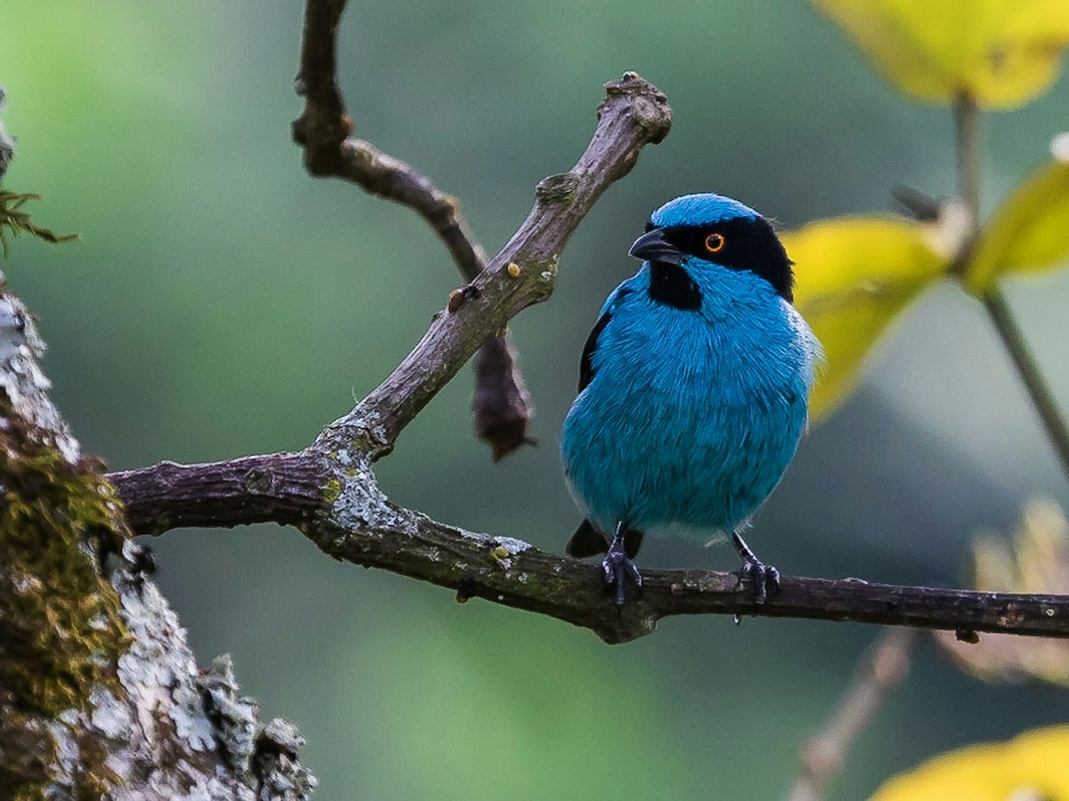 Turquoise Dacnis - eBird