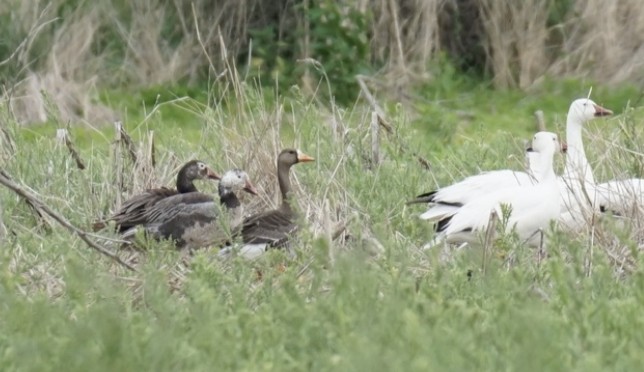 Greater White-fronted Goose - Conner Ties