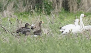 Greater White-fronted Goose, ML304105721