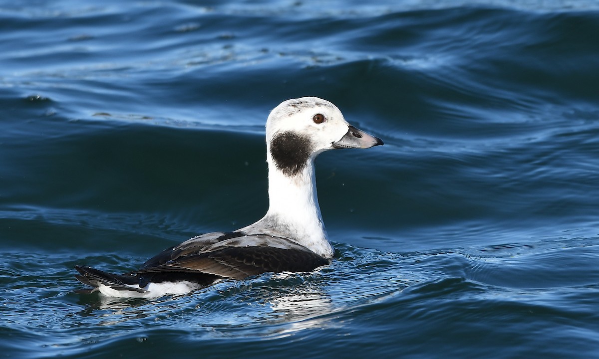 Long-tailed Duck - MJ OnWhidbey