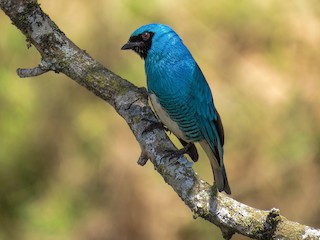  - Swallow Tanager