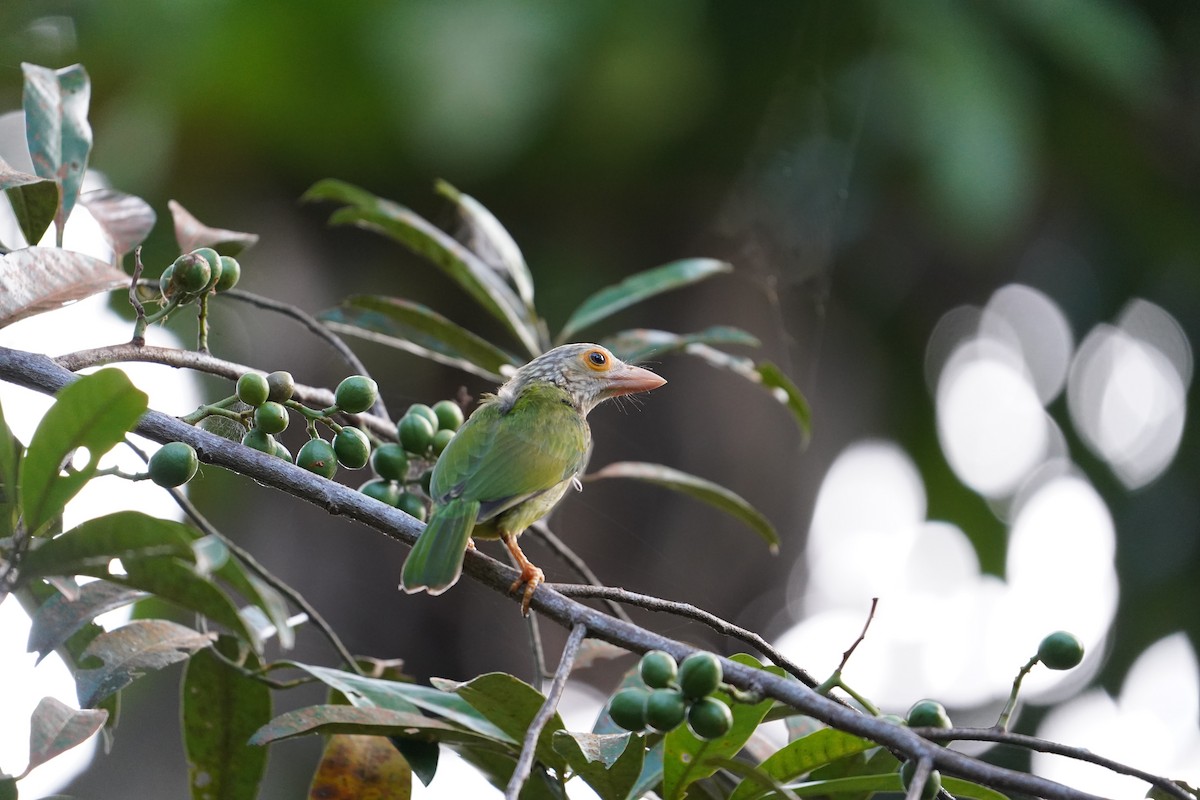 Lineated Barbet - ML304108941
