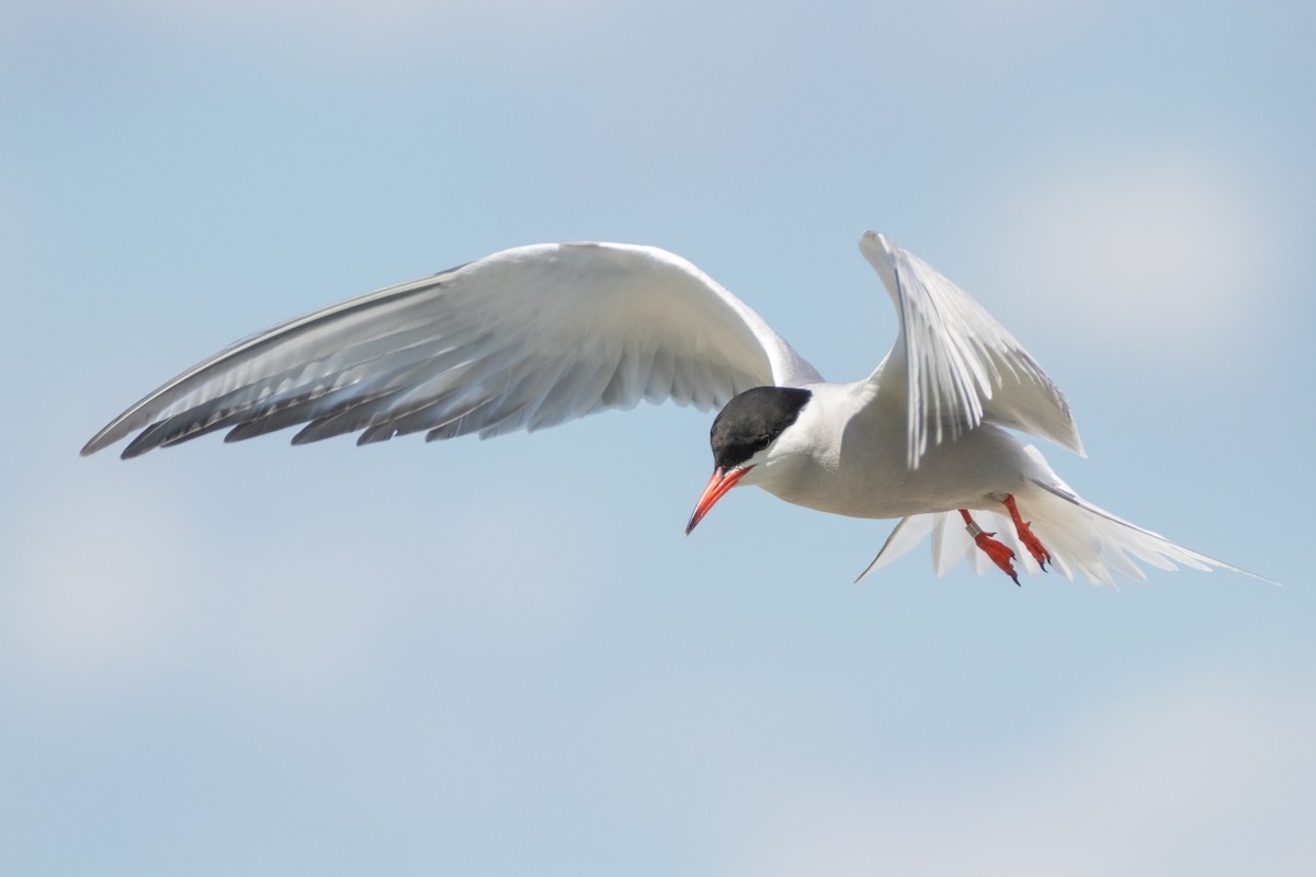 Common Tern - ML304109571