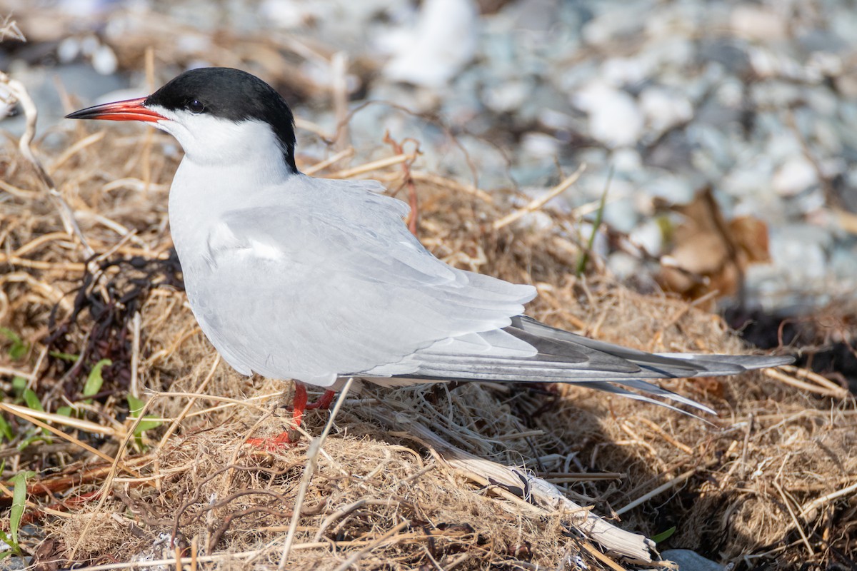 Common Tern - ML304113401