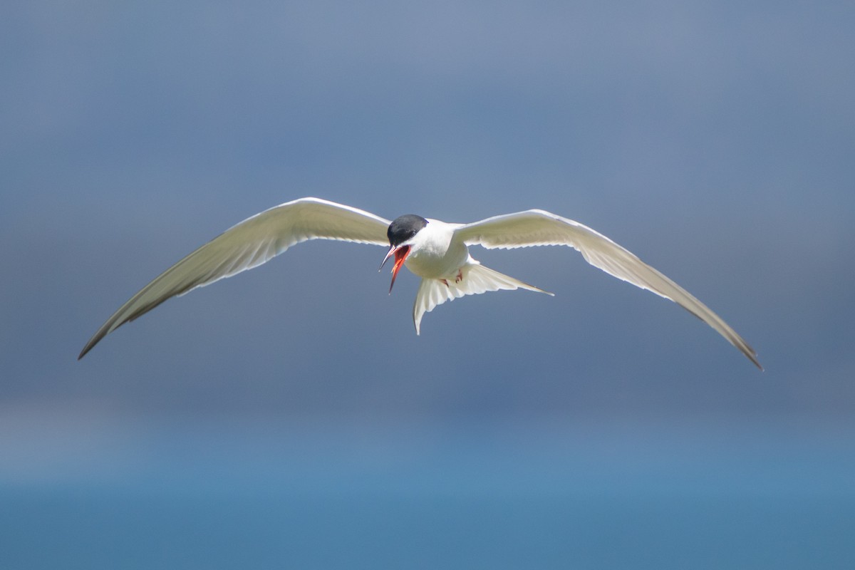 Common Tern - ML304113471