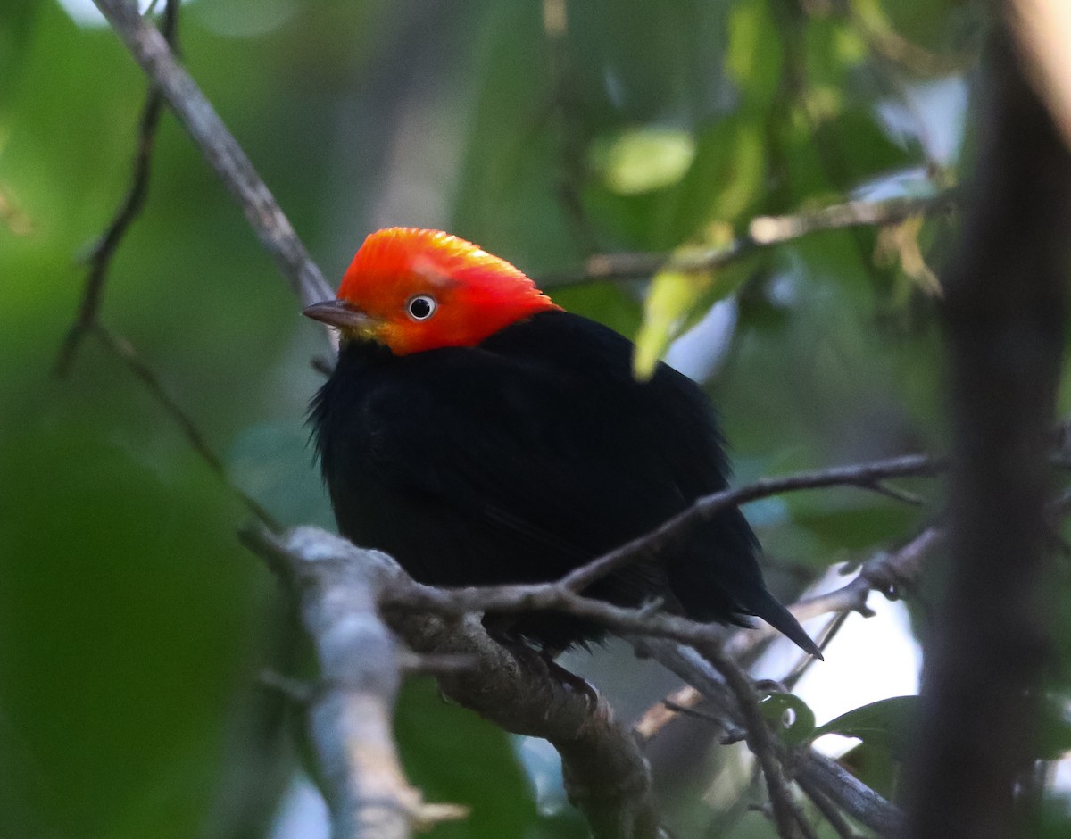 Red-capped Manakin - ML304113551